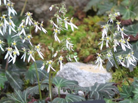 人字草|ジンジソウ（人字草） (Saxifraga cortusifolia)の特徴,育て方,花言葉